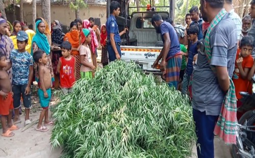 আলমডাঙ্গায় সবজির আড়ালে গাঁজা চাষ