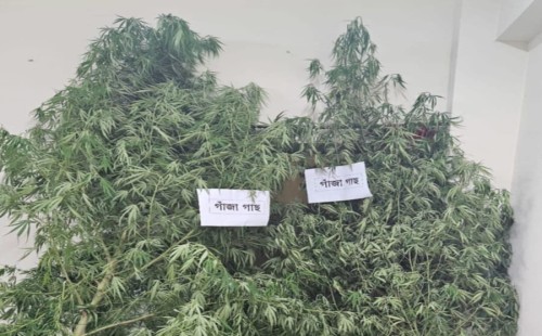 মুজিবনগরে গাঁজা গাছসহ দুজনকে আটক