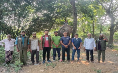 চুয়াডাঙ্গায় হাতি দিয়ে চাঁদাবাজি, বন বিভাগের অভিযানে রুগ্ন হাতি উদ্ধার, মাহুত আটক