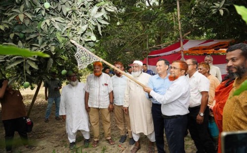 চুয়াডাঙ্গায় আম সংগ্রহ মৌসুমের উদ্বোধন করলেন জেলা প্রশাসক