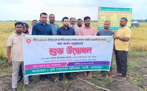 গাংনীতে যান্ত্রিক পদ্ধতিতে ধান কাটা-মাড়াই শুরু