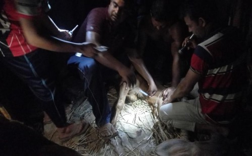 মুজিবনগরে ঘাস খেয়ে খামারীর ৫ গরুর মত্যু
