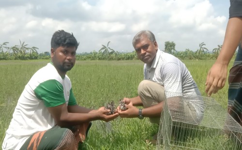 তিতুদহে ৬টি পাতি সরালি উদ্ধার করে অবমুক্ত