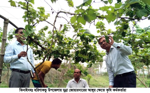 ঝিনাইদহে আঙ্গুরের থোকায় কৃষকের ভাগ্য বদল