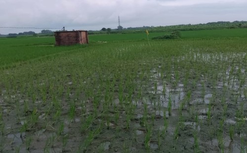গাংনীতে পূর্ব শত্রুতার জেরে সম্পত্তি দখলের চেষ্টার অভিযোগ