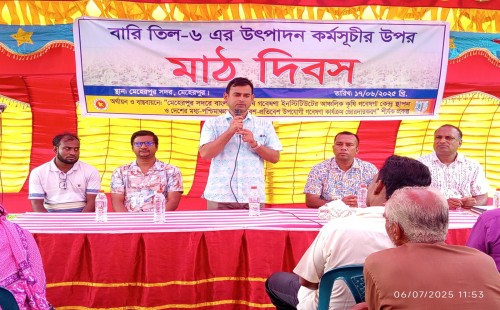 মেহেরপুরে বারি ওলকচু-৪ ও বারি তিল-৬ জাতের উৎপাদন কর্মসূচির ওপর মাঠ দিবস
