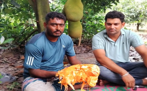 লাল কাঁঠাল চাষে সজলের বাজিমাত