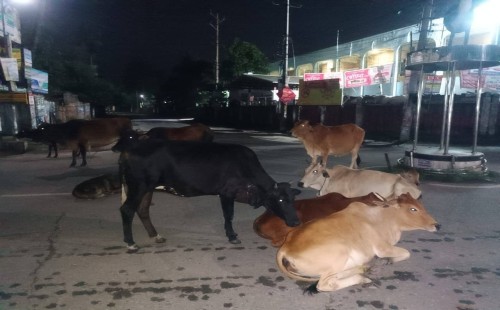 চুয়াডাঙ্গা শহরে গরুর দৌরাত্ম্য বন্ধে প্রশাসনের গণবিজ্ঞপ্তি জারি