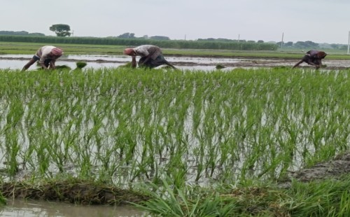 কুড়ুলগাছিতে ধানের চারা রোপণে ব্যস্ত চাষিরা
