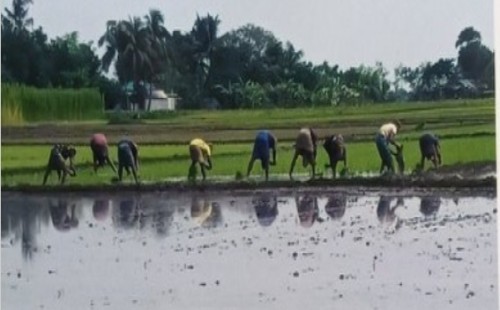আলমডাঙ্গার ঘোষবিলায় আদালতের নিষেধাজ্ঞা অমান্য করে ধানের খেত দখলের অভিযোগ