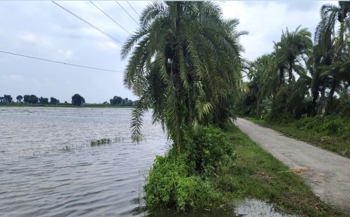 ঝিনাইদহের বিএডিসির খাল এখন কৃষকের গলার কাঁটা