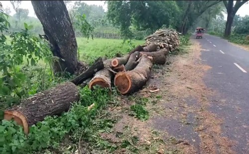 দর্শনায় সড়কের পাশের দুই বিশাল কড়ই গাছ নিধন