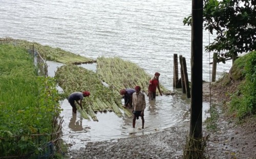 কুড়ুলগাছিতে পাট জাগ দিতে কৃষকদের ব্যস্ততা