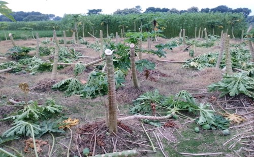দামুড়হুদার কোষাঘাটায় বাগানের পেঁপে গাছ কেটে দেয়ার অভিযোগ