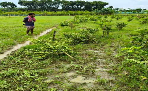 জীবননগরে ফলের বাগান কেটে দেওয়ার অভিযোগ