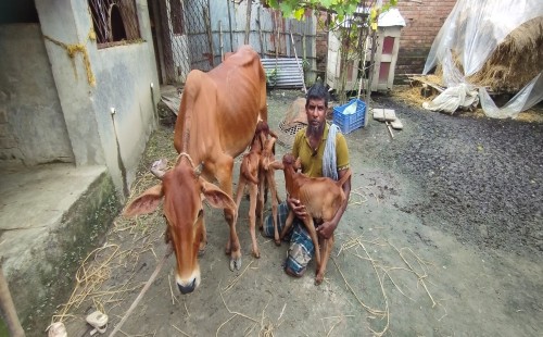 দামুড়হুদার দুধপাতিলায় এক গাভির তিনটি বাছুর প্রসব