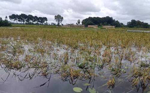 দামুড়হুদার কুড়ুলগাছির রায়সা বিলে হঠাৎ পানি বৃদ্ধি
