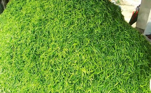 আলমডাঙ্গার হাটবোয়ালিয়ায় কাঁচা মরিচের হাটে কৃষকের হাসি