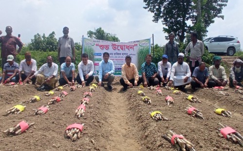কেরু বাণিজ্যিক খামারে আখ রোপণ মৌসুমের উদ্বোধন