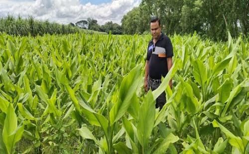 কেরু চিনিকলের ডিহি কৃষি খামারের ফাঁকা জমিতে হলুদ চাষ