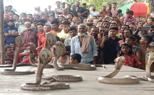 বিষধর সাপের ঝাপান খেলায় মুখর ডুগডুগি গ্রাম