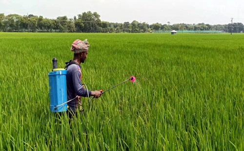 ঝিনাইদহে রোপা আমনে মাজরা পোকার আক্রমণ