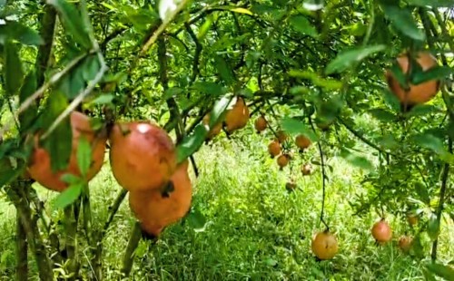 মহেশপুরে আনার চাষে সফল তরুণ উদ্যোক্তা আব্দুল্লাহ