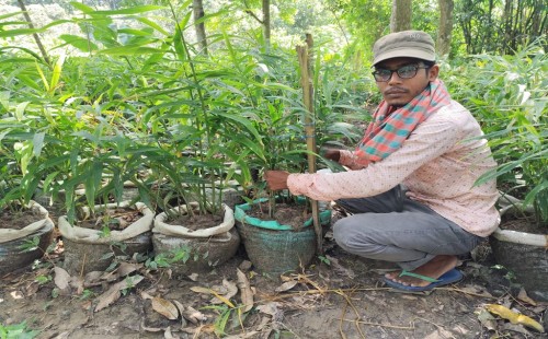বস্তায় আদা চাষ করে আলোচনায় জীবননগরের মহাসিন
