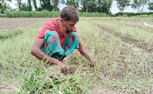 প্রণোদনার পেঁয়াজ বীজে স্বপ্ন দেখছেন কৃষকেরা