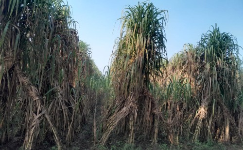 আখচাষে উৎসাহ ফেরাতে আবারও দাম বাড়াল সরকার