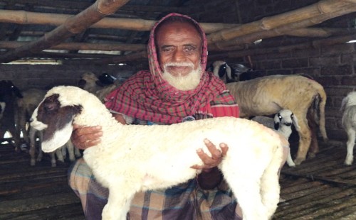 ভেড়া পালনে স্বাবলম্বী প্রবীণ আব্দুর রহমান
