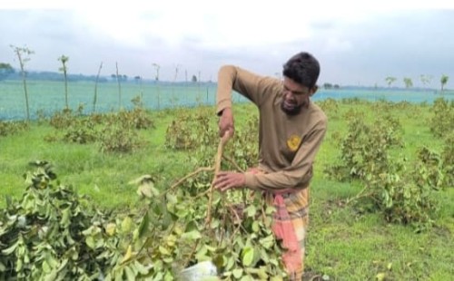 জীবননগরে ৩০০টি পেয়ারা গাছ কেটে দিল দুর্বৃত্তরা