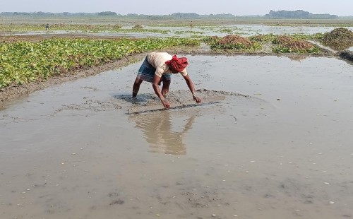 কুড়ুলগাছিতে বোরো ধানের বীজতলা তৈরিতে ব্যস্ত কৃষকেরা
