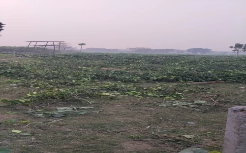 দামুড়হুদার গোবিন্দহুদায় পূর্ব শত্রুতার জেরে মাল্টা বাগান কেটে দেওয়ার অভিযোগ