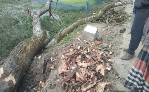 আলমডাঙ্গার নওলামারি গ্রামে সরকারি গাছ কেটে আসবাবপত্র তৈরি ও বিক্রির অভিযোগ