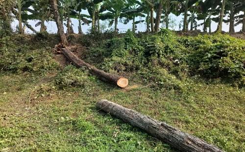 শৈলকূপায় কলেজ শিক্ষকের বিরুদ্ধে সরকারি গাছ কাটার অভিযোগ