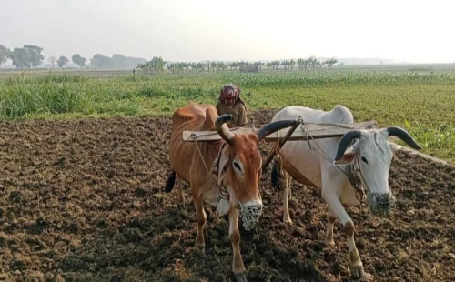 মুজিবনগরের আধুনিকতার স্রোতেও গরুর নাঙ্গলে আস্থা