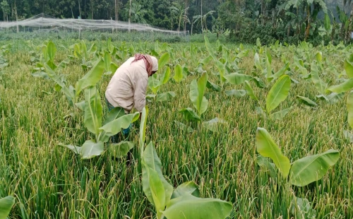 মুজিবনগরে গ্রীষ্মকালীন পেঁয়াজ চাষে কৃষকদের আগ্রহ বাড়ছে