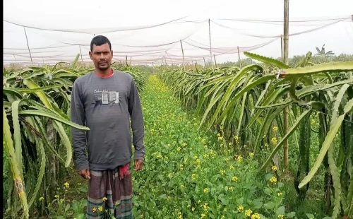 জীবননগরে আম ও ড্রাগন বাগানের ফাঁকা জমিতে সরিষা চাষে কৃষকদের বাড়তি আয়