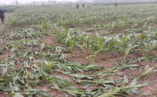 দামুড়হুদার রঘুনাথপুরে কৃষকের ভুট্টা গাছ কর্তনের অভিযোগ