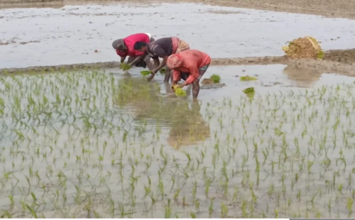 ইরি ধানের চারা রোপণে ব্যস্ত কৃষকেরা