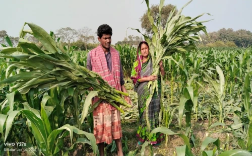মেহেরপুরে কৃষকের ভুট্টা গাছ কেটে নষ্ট
