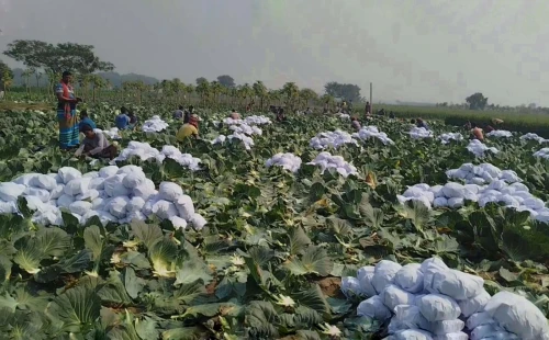 বিদেশের বাজারে মেহেরপুরের বাঁধাকপি, বদলাতে পারে কৃষকের ভাগ্য