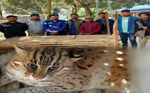 আলমডাঙ্গায় বিলুপ্তপ্রায় মেছোবিড়াল উদ্ধার