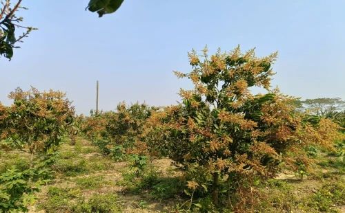 উথলীতে বসন্তের আমেজ