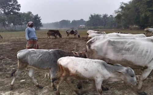 গোয়াল ভরা গরুর স্বপ্ন ফেরাল দর্শনা পরানপুরের বারেক