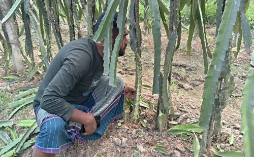 জীবননগরে ড্রাগন বাগান কেটে দেয়ার অভিযোগ