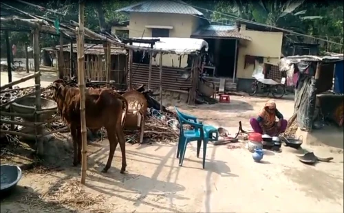 হরিণাকুণ্ডুতে কৃষক দল নেতা নিহতের ঘটনায় বিএনপির বিক্ষোভ