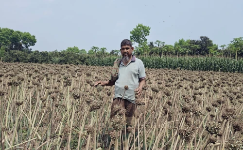 জীবননগরে কৃষি অফিসের উদ্যোগে শীতকালীন পেঁয়াজ বীজ উৎপাদন
