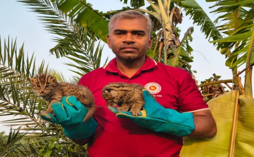 বিপন্ন মেছো বিড়ালের বাচ্চা উদ্ধার ও অবমুক্ত